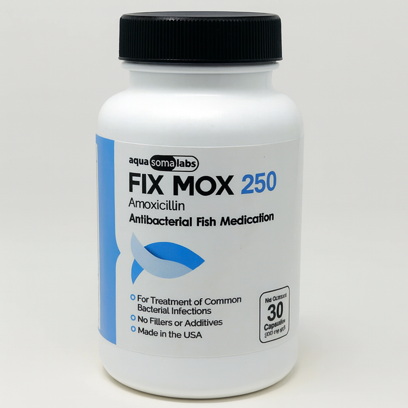 Mox Amoxicillin 250mg – 30 Capsules